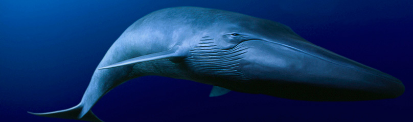 blue whale